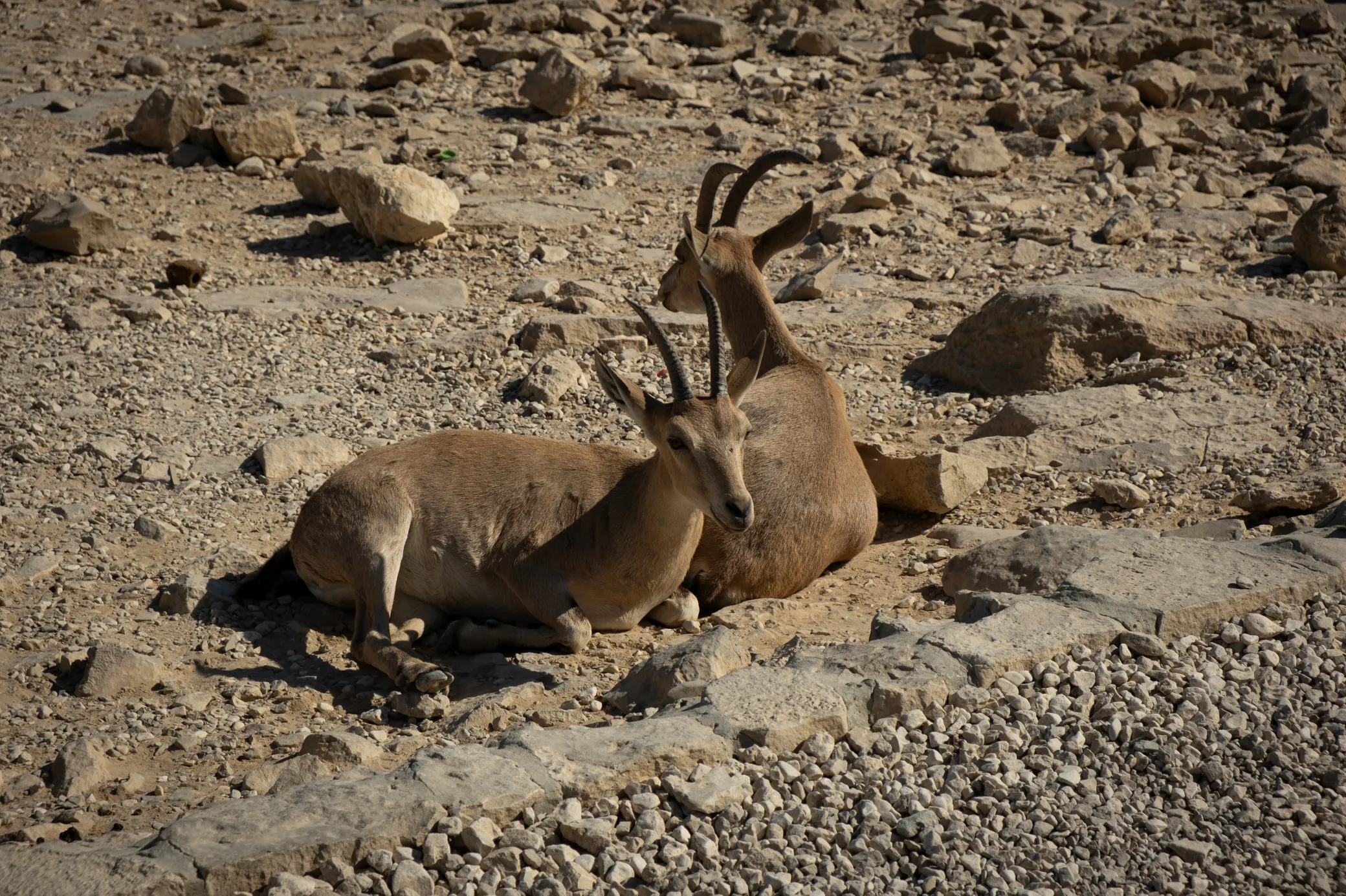 image 8 of Mitzpe Ramon